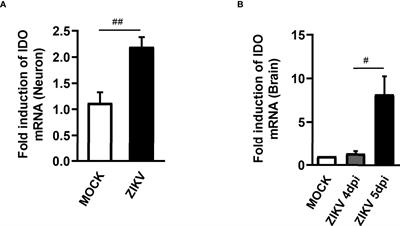 Inhibition of Tryptophan Catabolism Is Associated With Neuroprotection During Zika Virus Infection